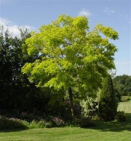 buy Robinia pseudoacacia