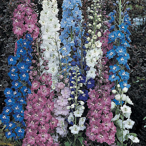 Buy Delphinium plants