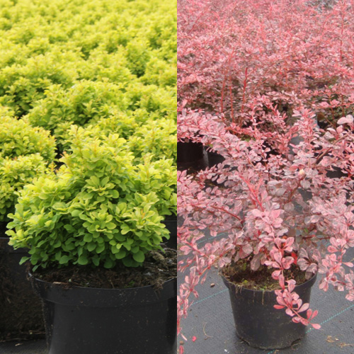 buy Berberis thunbergii