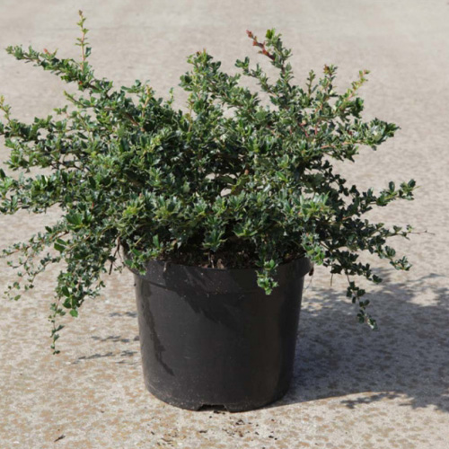 Buy Berberis darwinii plants