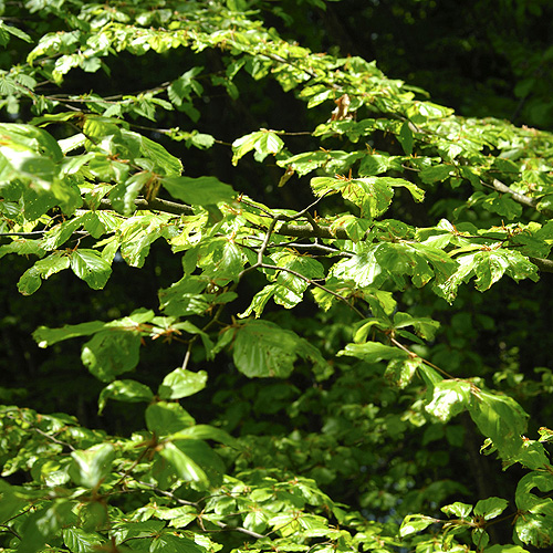 buy beech hedging