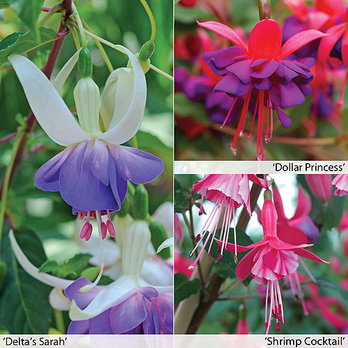 Buy hardy Fuchsias