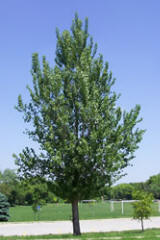 Hybrid Poplar